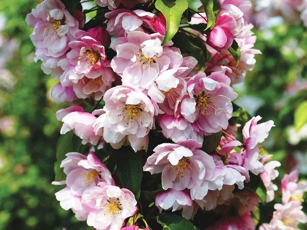 Obelis ,Van Eseltine' (lot. Malus) -c10 Obelis ,Van Eseltine' (lot. Malus) -c10